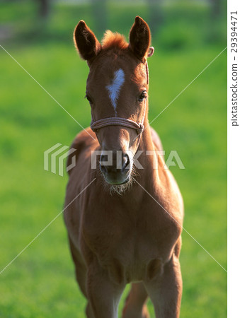 純種 純種 29394471