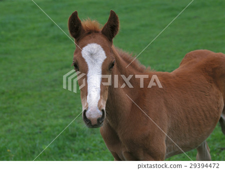 Thoroughbred 29394472