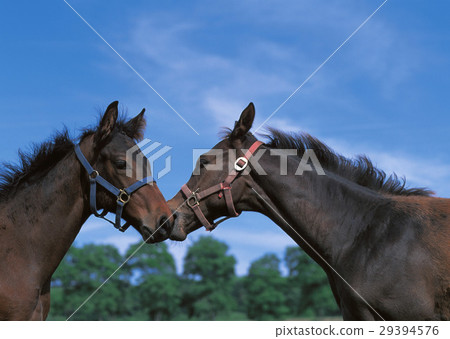 Thoroughbred 29394576