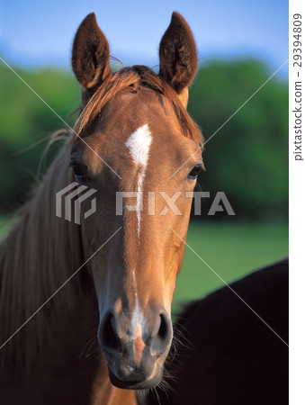 純種 純種 29394809