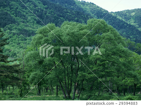 Trees Trees 29394883