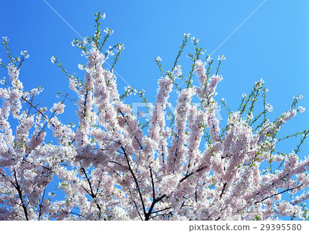 Flowers Flowers 29395580