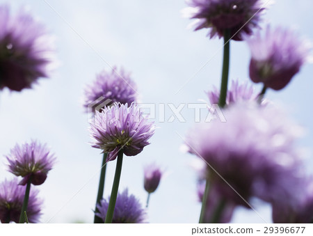 Sybret Sybret 29396677