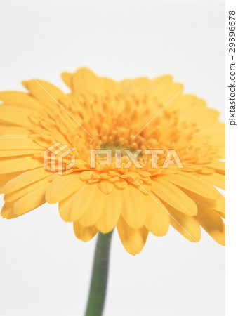 Gerbera Gerbera 29396678