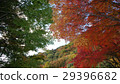 Autumn leaves of Shodoshima Kokasei 29396682