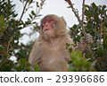 Shodoshima Choshi River Nature Zoo Distant Monkey 29396686