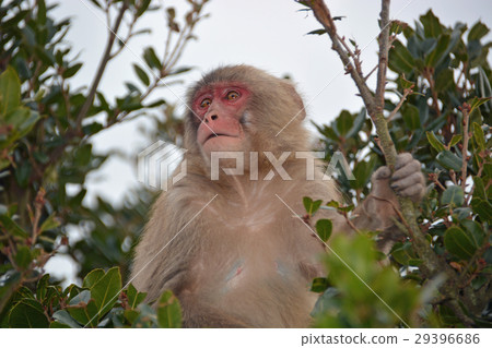 Shodoshima Choshi River Nature Zoo Distant Monkey 29396686