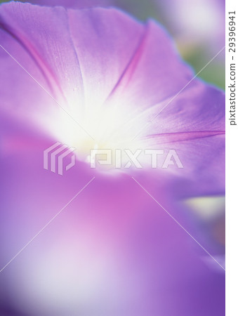 Morning glory Morning glory 29396941