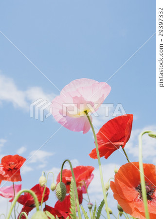 罌粟田 罌粟田 29397332