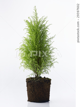 幼苗 幼苗 29397602