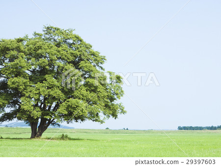 藍天和樹木 29397603