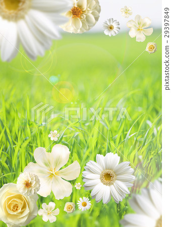 White flowers 29397849