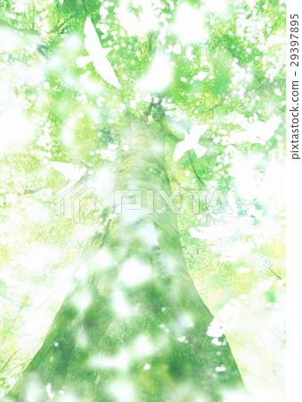 Big tree Big tree 29397895