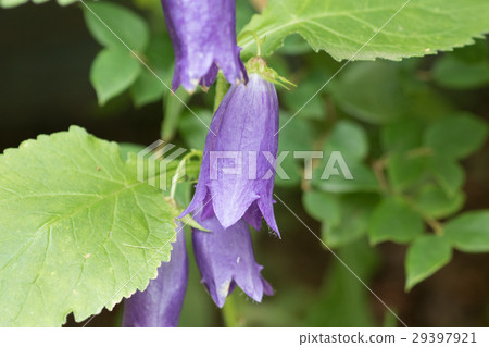 Firefly Purple Firefly Purple 29397921
