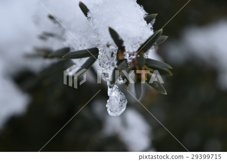 Snow and character hedges and tulala Snow and character hedges and tulala 29399715