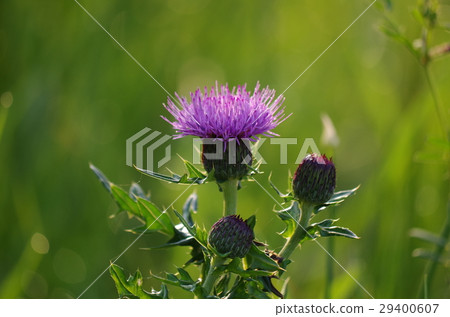 No Scam No Scam 29400607