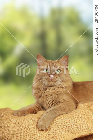 Red male cat lying in front of natural background Red male cat lying in front of natural background 29400704