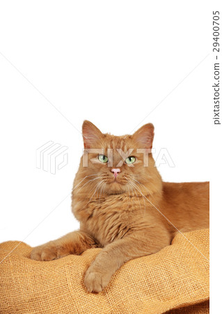 Red male cat lying in front of white background Red male cat lying in front of white background 29400705