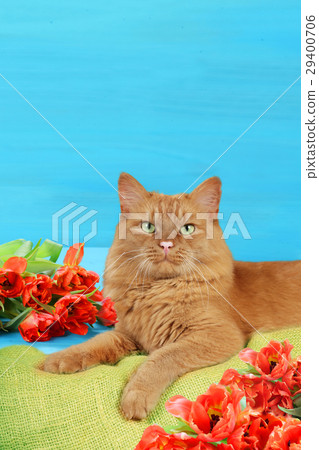 Red male cat lying in front of tulips Red male cat lying in front of tulips 29400706
