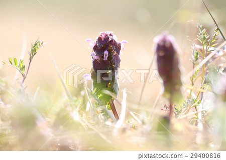 Early spring's chicken eagle Early spring's chicken eagle 29400816