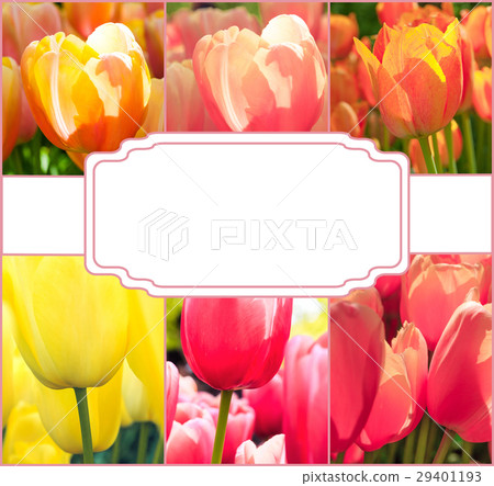 Tulip fields collage of different tulips 29401193