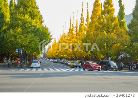 Traffic on the road at Icho Namiki Avenue Japan Traffic on the road at Icho Namiki Avenue Japan 29401278