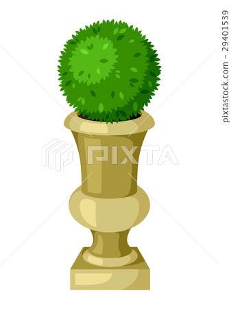 Boxwood topiary garden plant. Decorative tree in 29401539