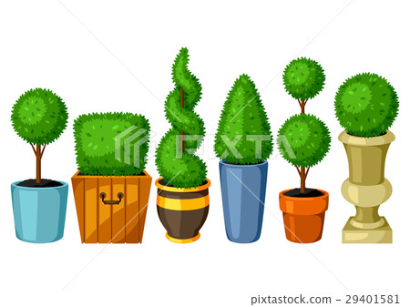 Boxwood topiary garden plants. Set of decorative 29401581