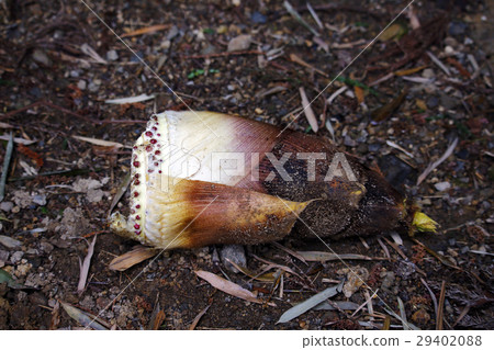 Bamboo shoot 29402088