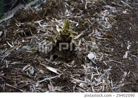 竹筍 竹筍 29402090