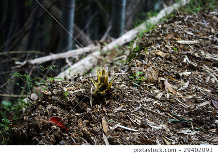 竹筍 竹筍 29402091