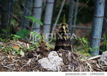 Bamboo shoot 29402093