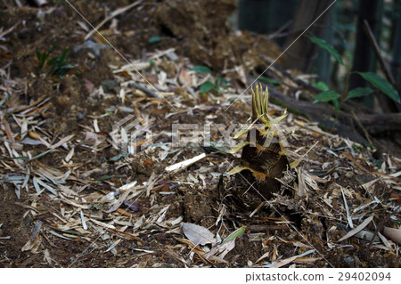 Bamboo shoot Bamboo shoot 29402094