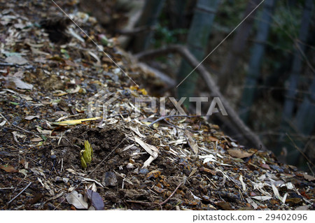 Bamboo shoot 29402096