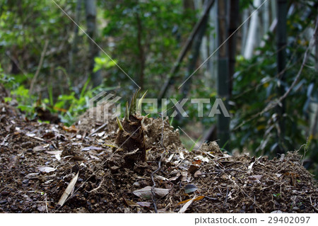 Bamboo shoot 29402097