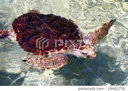 Sea turtle sea turtle 29402758
