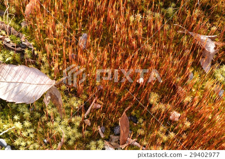 Moss 29402977