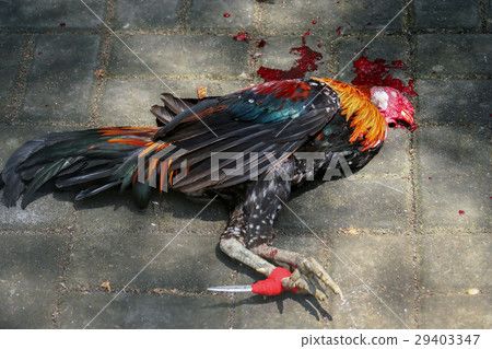 Dead chicken after fight Dead chicken after fight 29403347