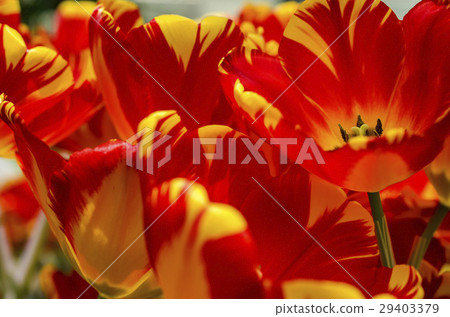 vibrant petal tulips with warm light in spring vibrant petal tulips with warm light in spring 29403379