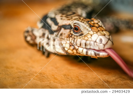 Small indonesian lizard 29403429