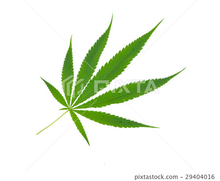 marijuana  leaf on white background 29404016