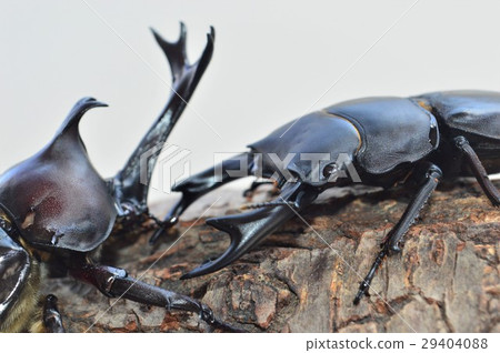 國內Okuwagata與在樹白色背景的家養的甲蟲昆蟲爭鬥 29404088