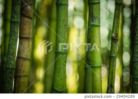 Bamboo forest 29404289