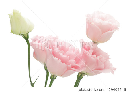 Pink turquoise Pink turquoise 29404346