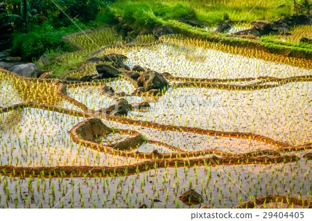 Indonesian ricefield terraces Indonesian ricefield terraces 29404405
