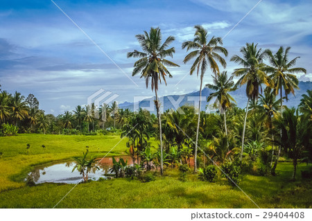 Indonesian tropical landscape Indonesian tropical landscape 29404408