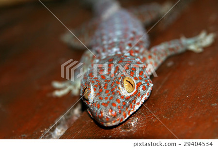 Red spotted gecko 29404534