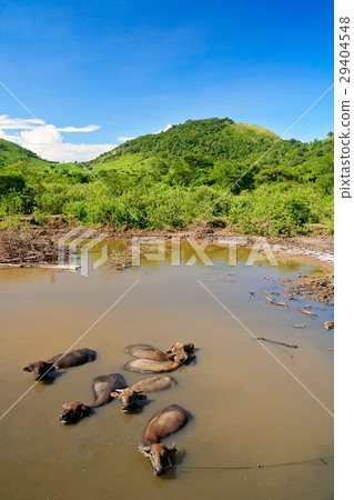 Water buffaloes having bath Water buffaloes having bath 29404548
