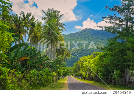 Road Through Jungle 29404549