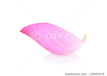 pink lotus petals on white background pink lotus petals on white background 29405245